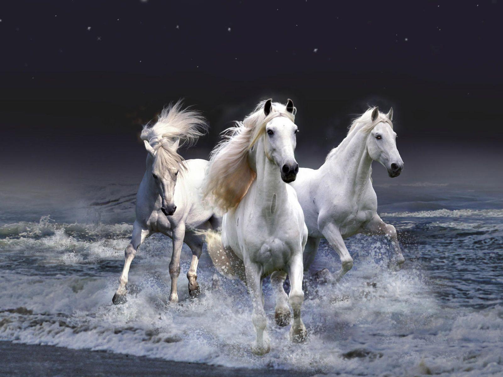 1600x1200 White Horses wallpaperx1200