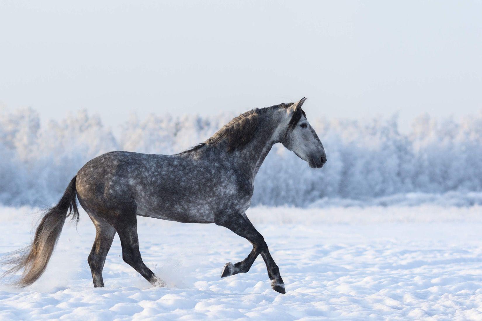 1650x1100 Gray Andalusian Horse Wallpaper Mural