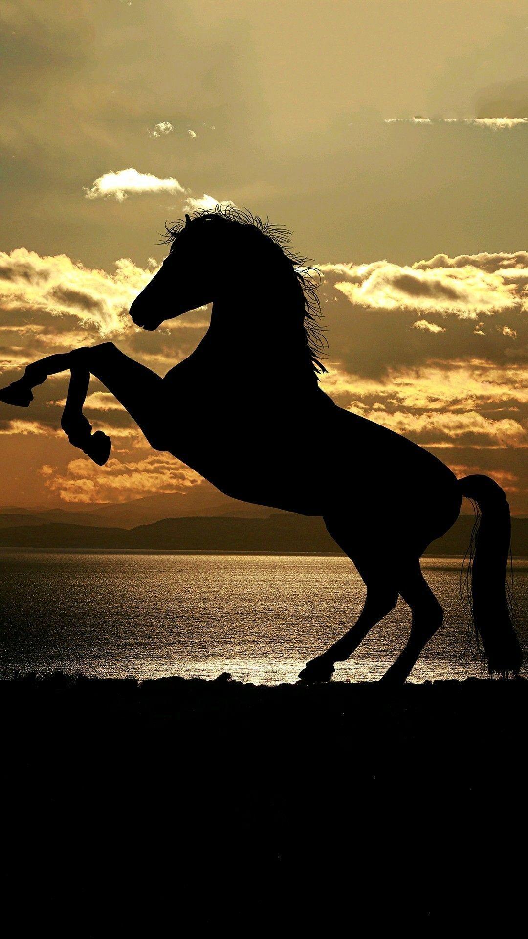 1080x1920 Shadow of a horse wallpaper. Horse wallpaper, Horse background