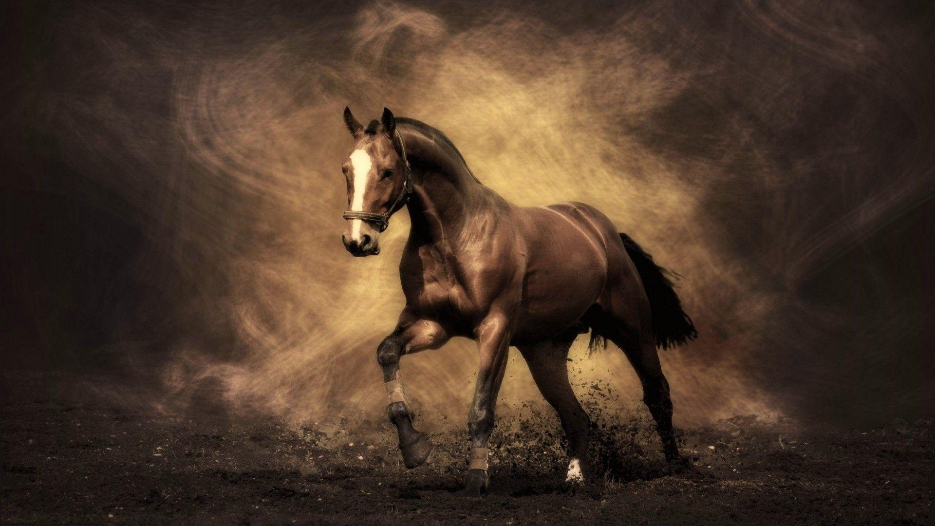 1920x1080 Horse Wallpaper for My Desktop