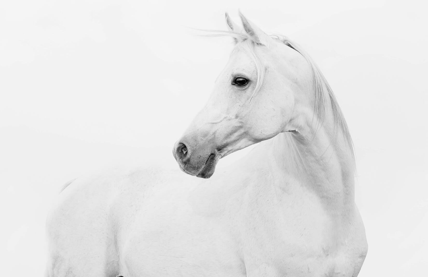 Realistic Horse Wallpapers Top Free Realistic Horse Backgrounds