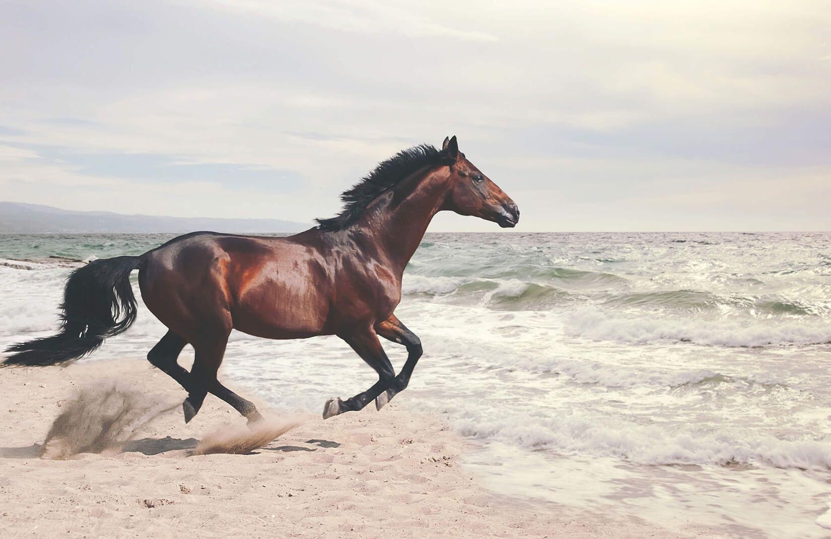1650x1070 Bay Horse Wallpaper Mural