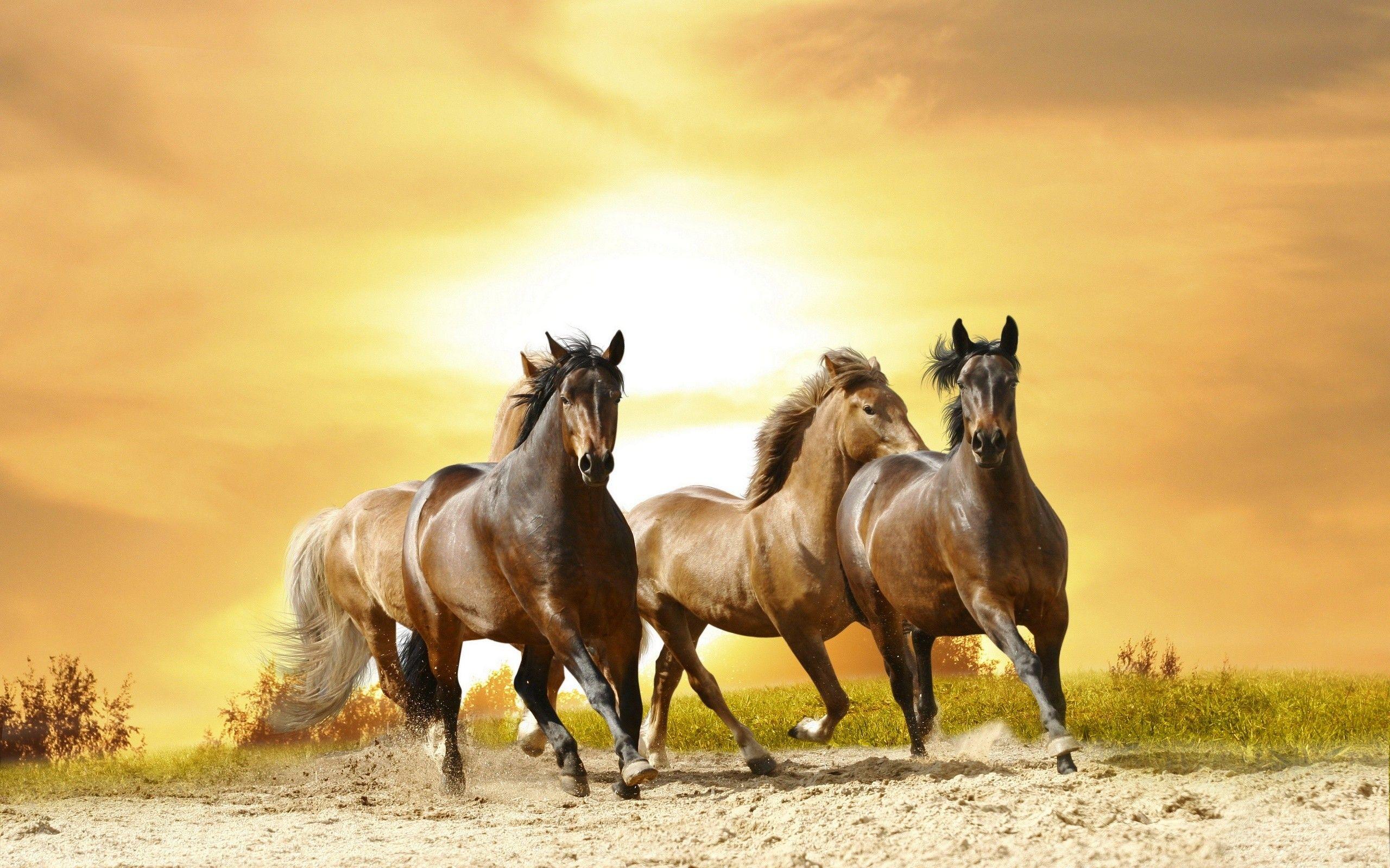 2560x1600 Cool Horse Wallpaper