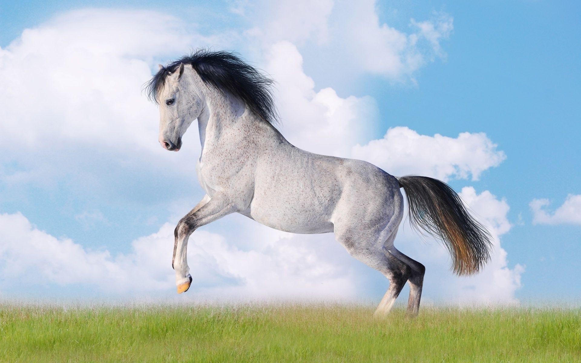 Realistic Horse Wallpapers - Top Free Realistic Horse Backgrounds ...