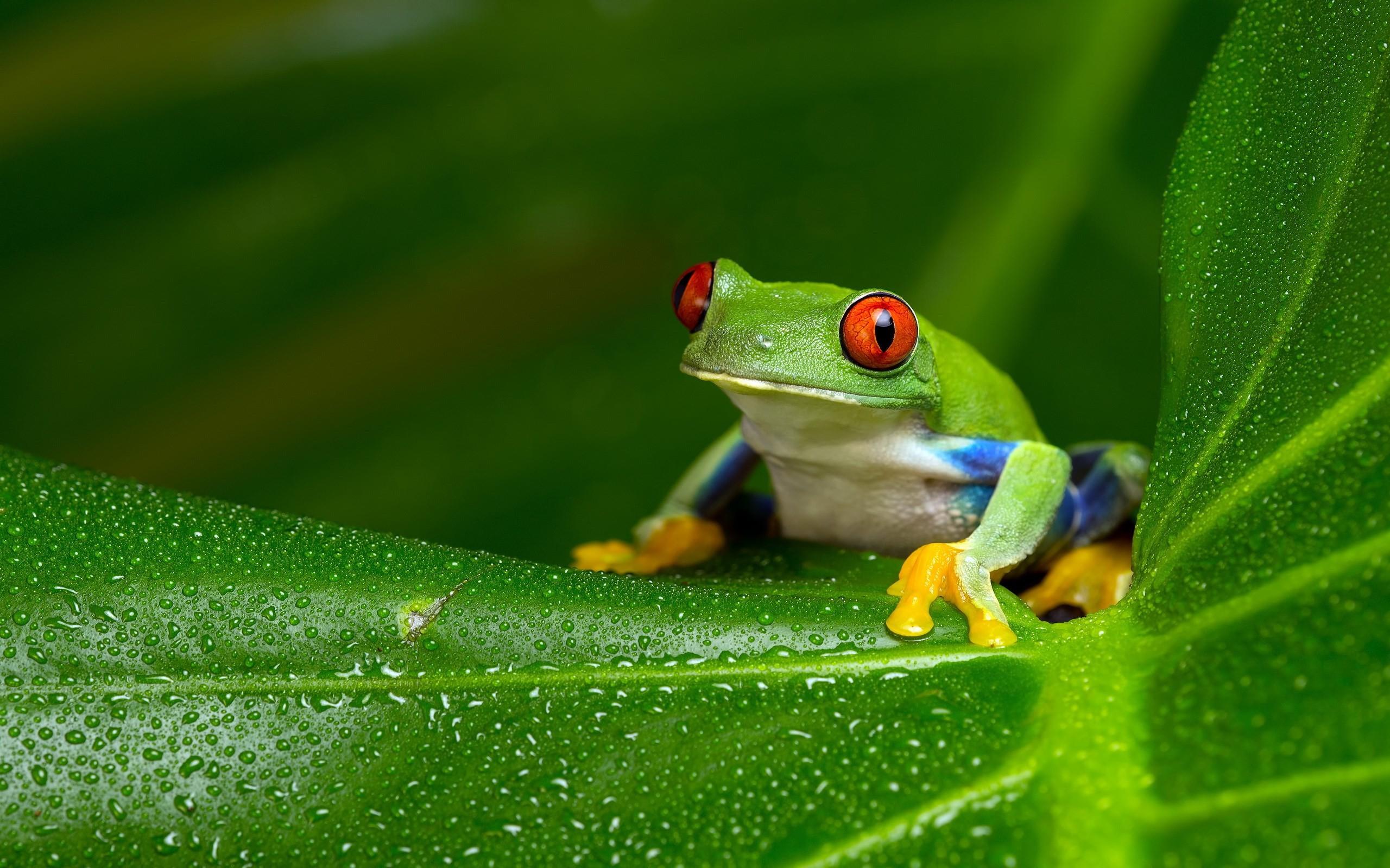2560x1600 Tree Frog Wallpaper, 790.33 Kb