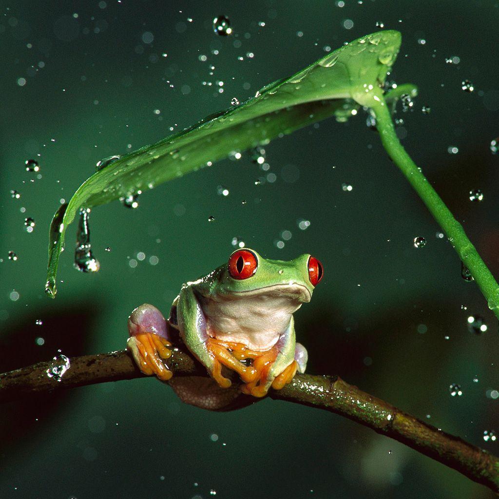 1024x1024 Tree Frog Wallpaper