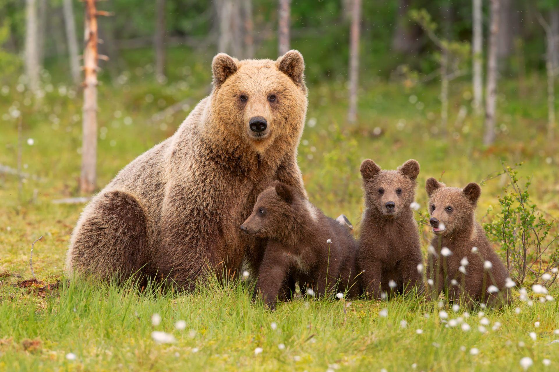1920x1280 My Bears HD Wallpaper New Tab Theme