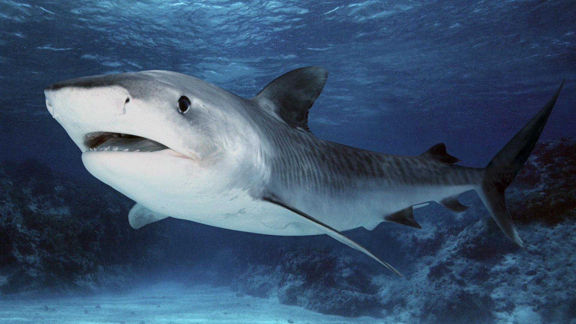 1920x1080 Tiger Shark HD Wallpaper and Background Image