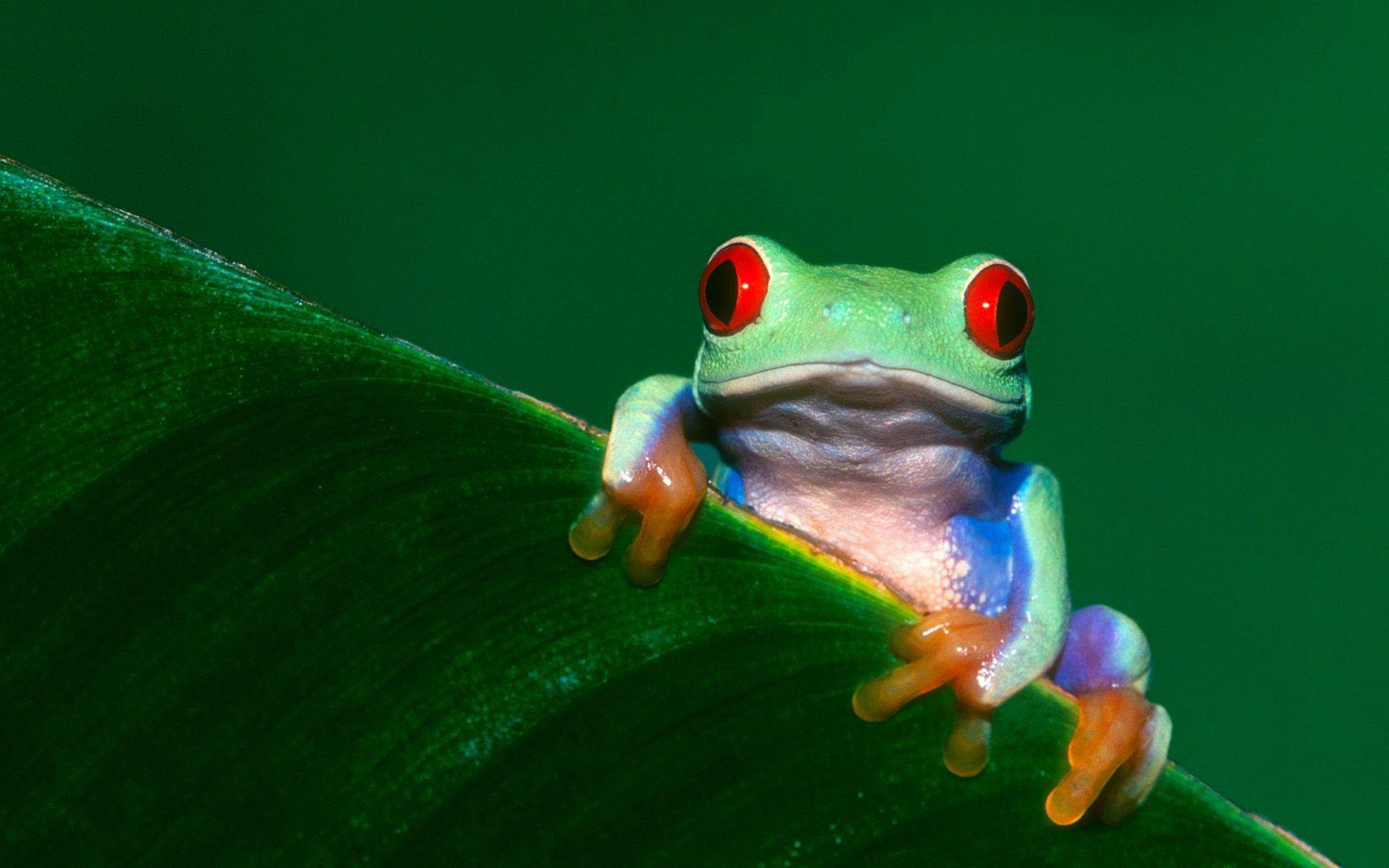 1920x1200 Red Eyed Tree Frog HD Wallpaper. Background Imagex1200