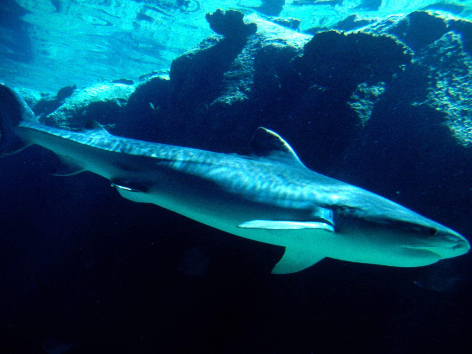 1600x1200 smidthornmik: Shark Wallpaper HD