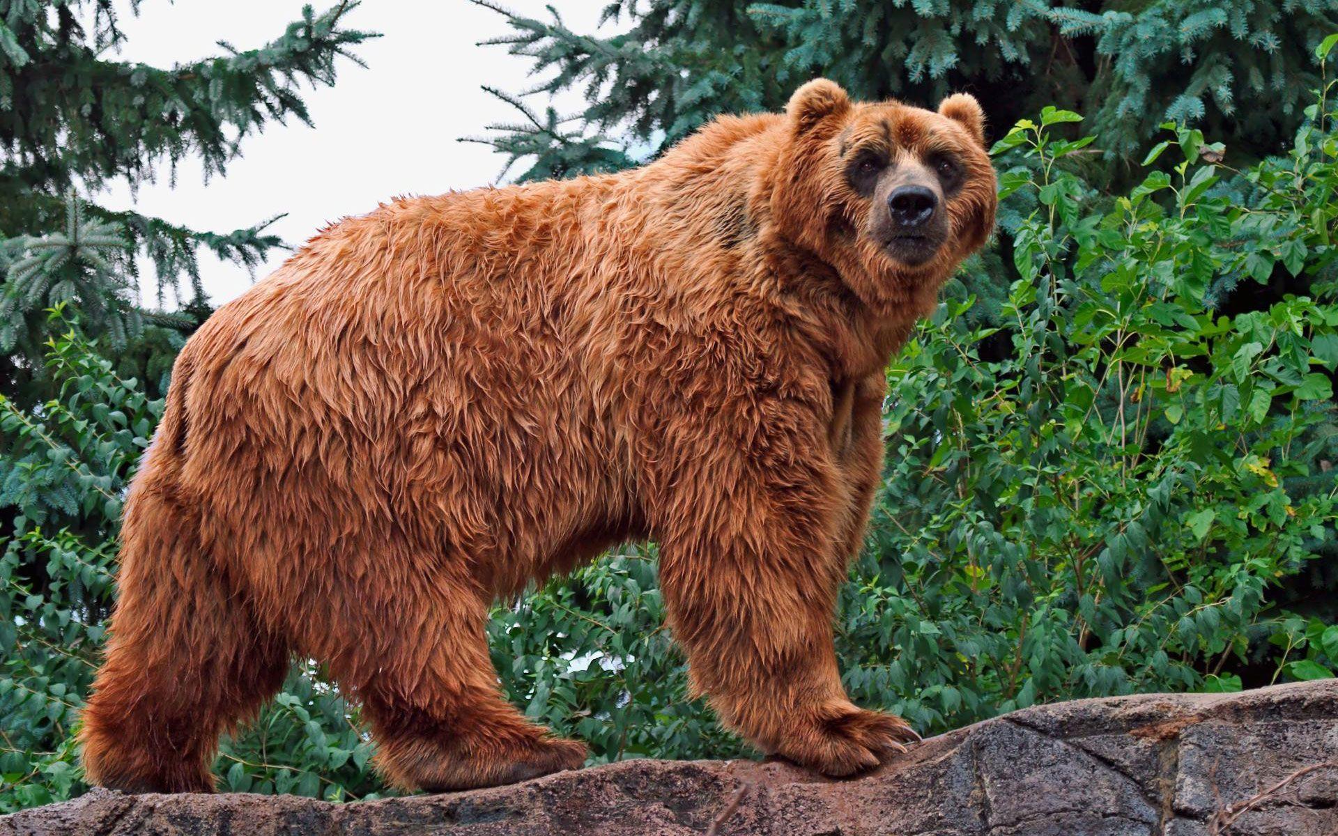 1920x1200 Kodiak Bear Wallpaper