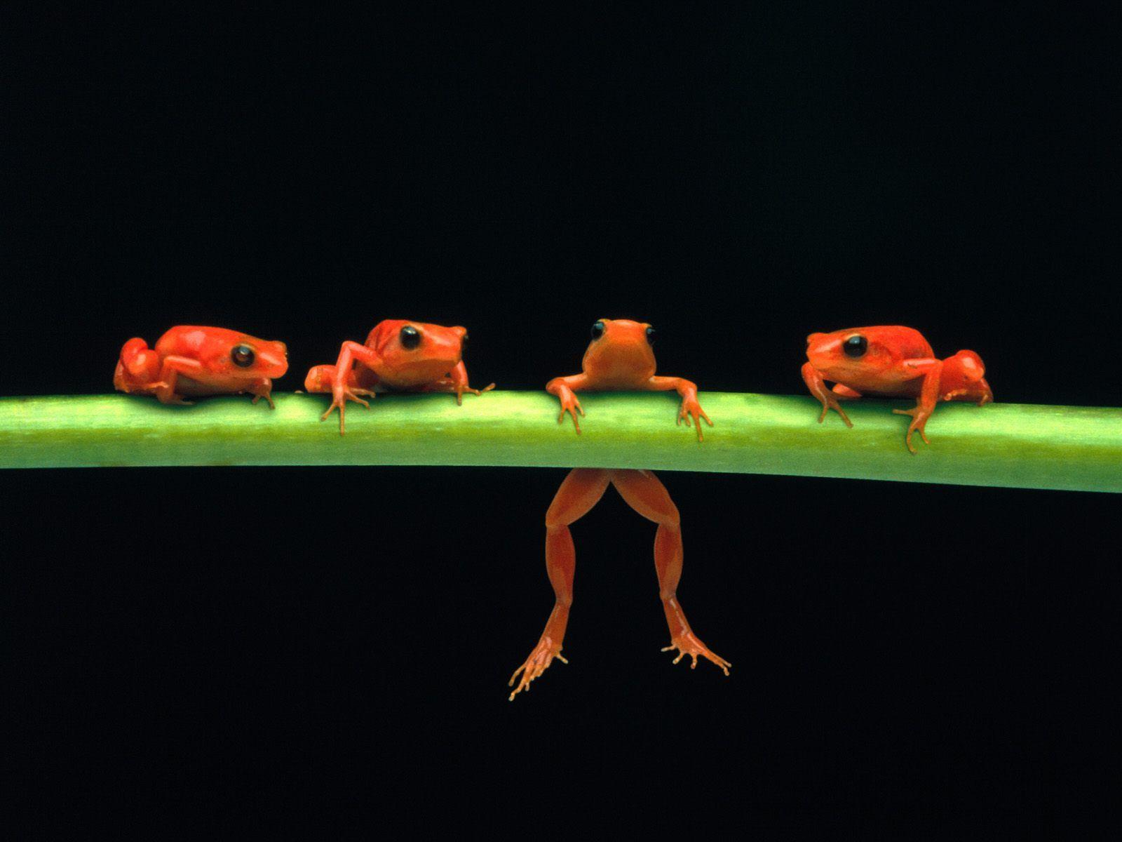 1600x1200 Tree Frogs