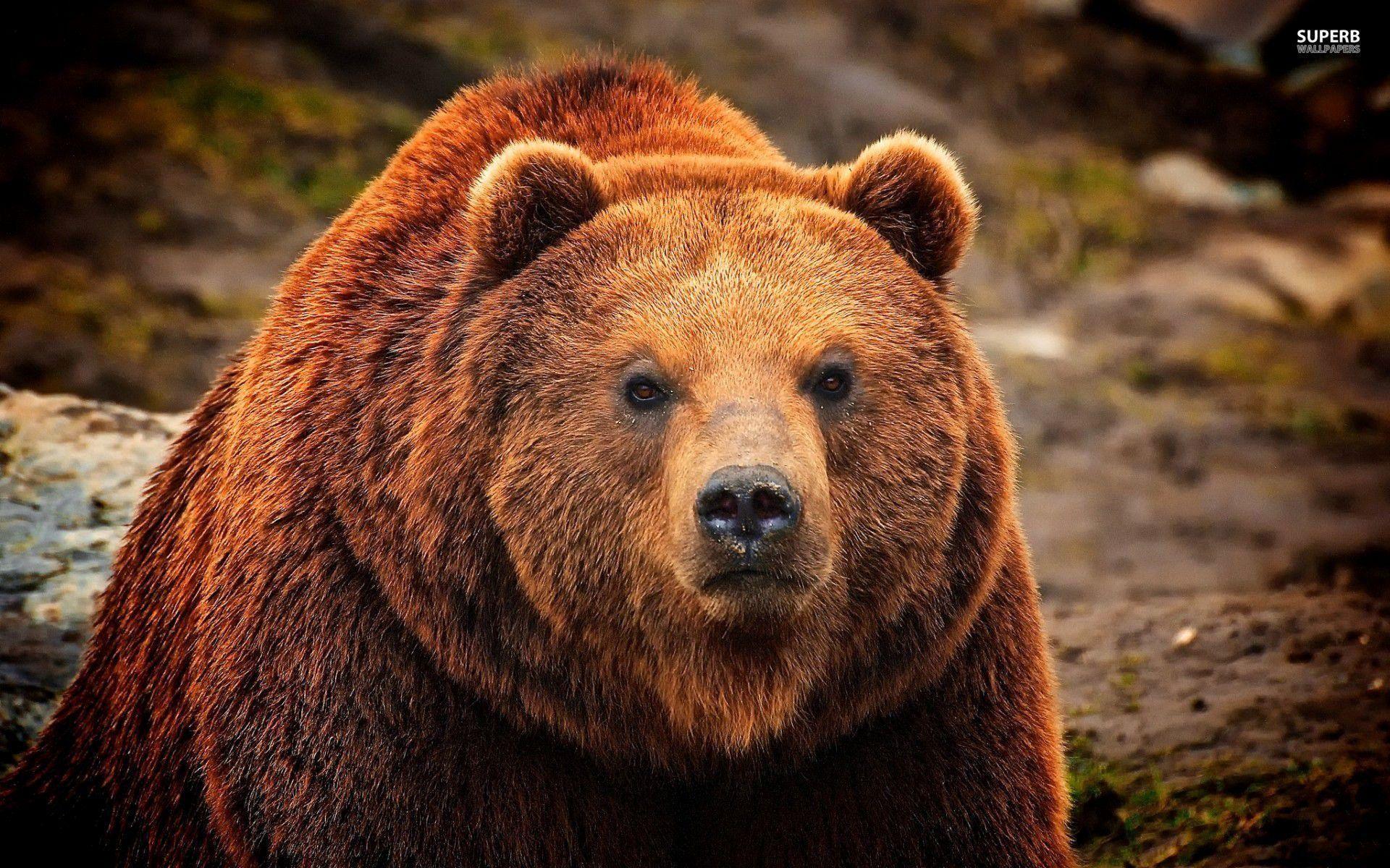 1920x1200 Grizzly Wallpaper Lovely Grizzly Bear HD Wallpaper for You of The Hudson