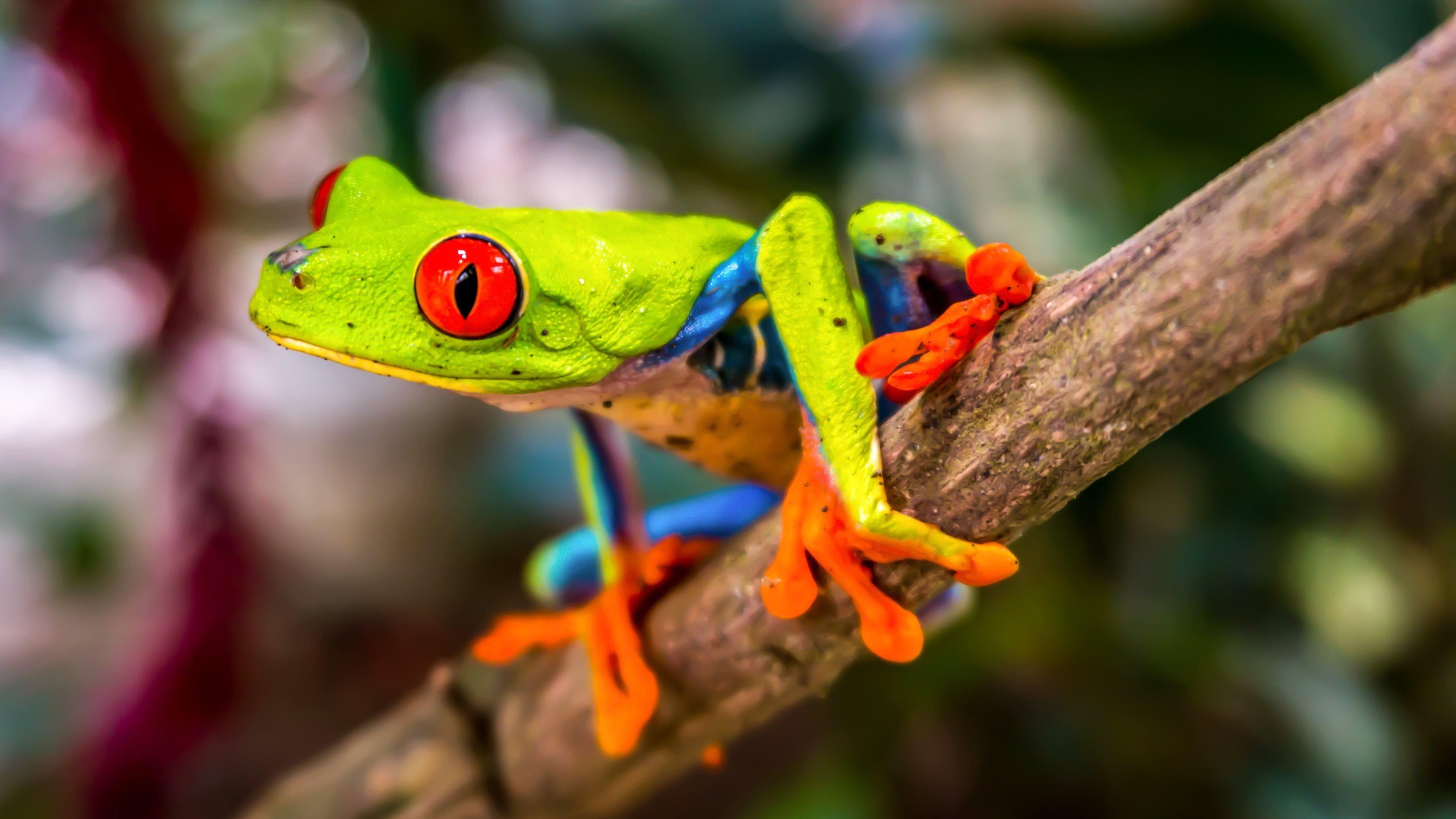 3840x2160 Beautiful Tree Frog. Frog wallpaper, Red eyed tree frog, Red tree