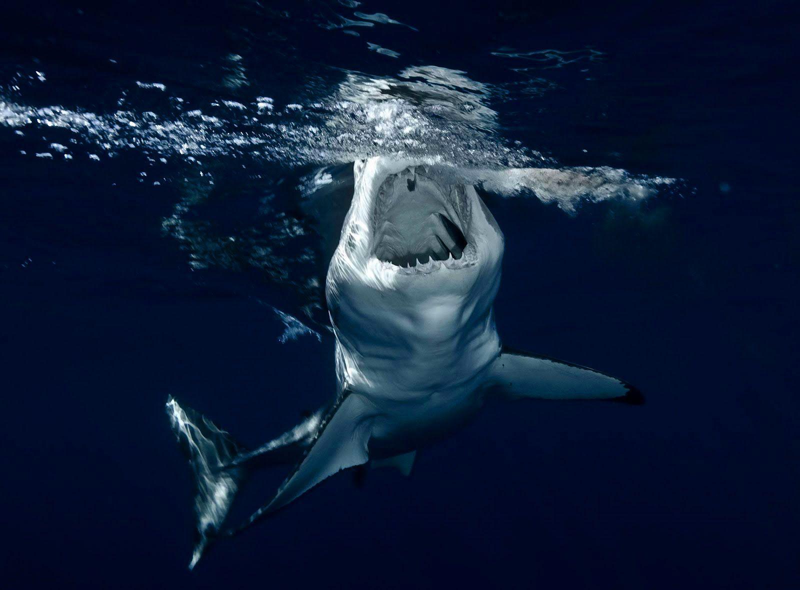 1600x1180 Animal Picture Sharks Wallpaper HD Photo Shark Wallpaper