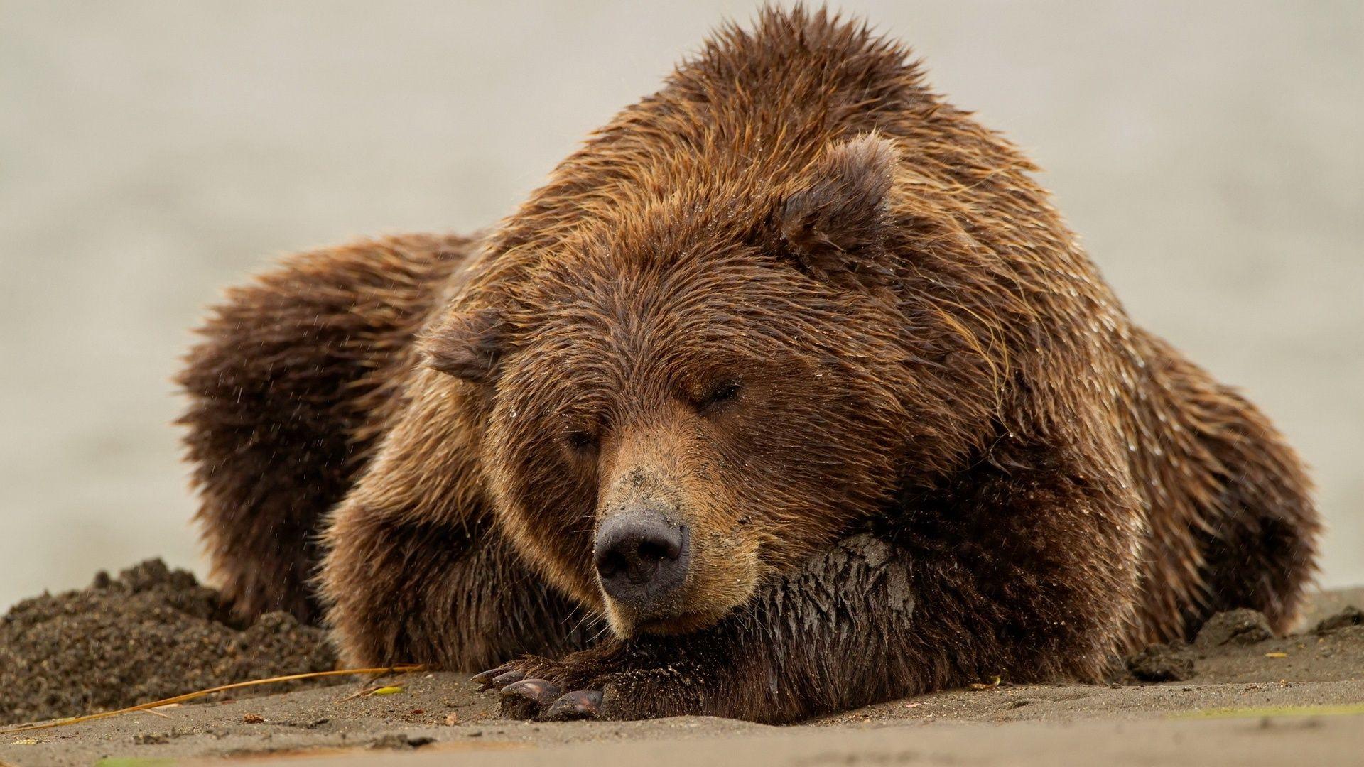 1920x1080 Free download Bears On The Mountain Animal HD Hd Wallpaper [1920x1080] for your Desktop, Mobile & Tablet. Explore HD Bear Wallpaper. Cute Bear Wallpaper, Teddy Bear HD Wallpaper, Chicago