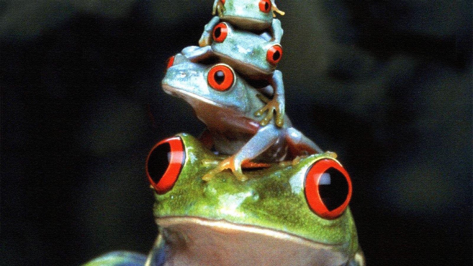 1600x900 Red Eyed Tree Frog wallpaper 1600x900 desktop background