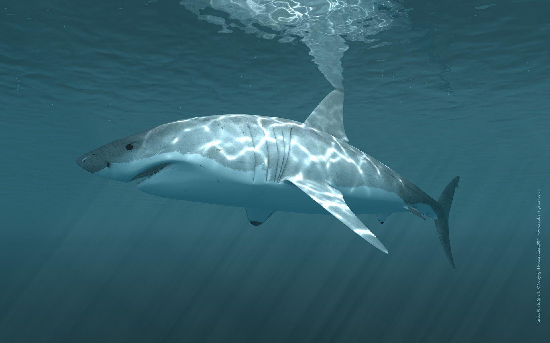 1920x1200 great white shark wallpaper HD wallpaper cave. Shark picture