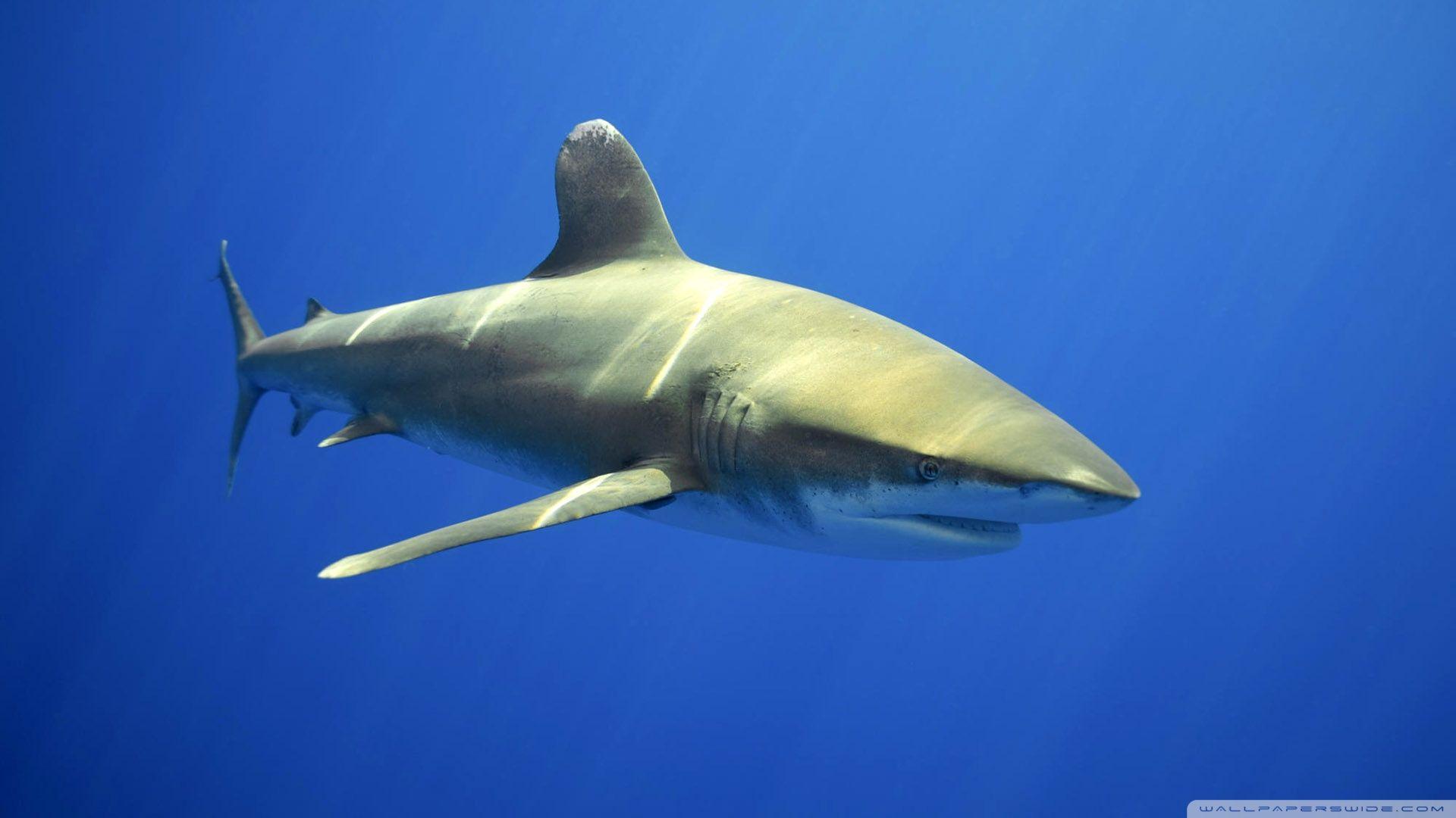1920x1080 Shark Ultra HD Desktop Background Wallpaper for 4K UHD TV