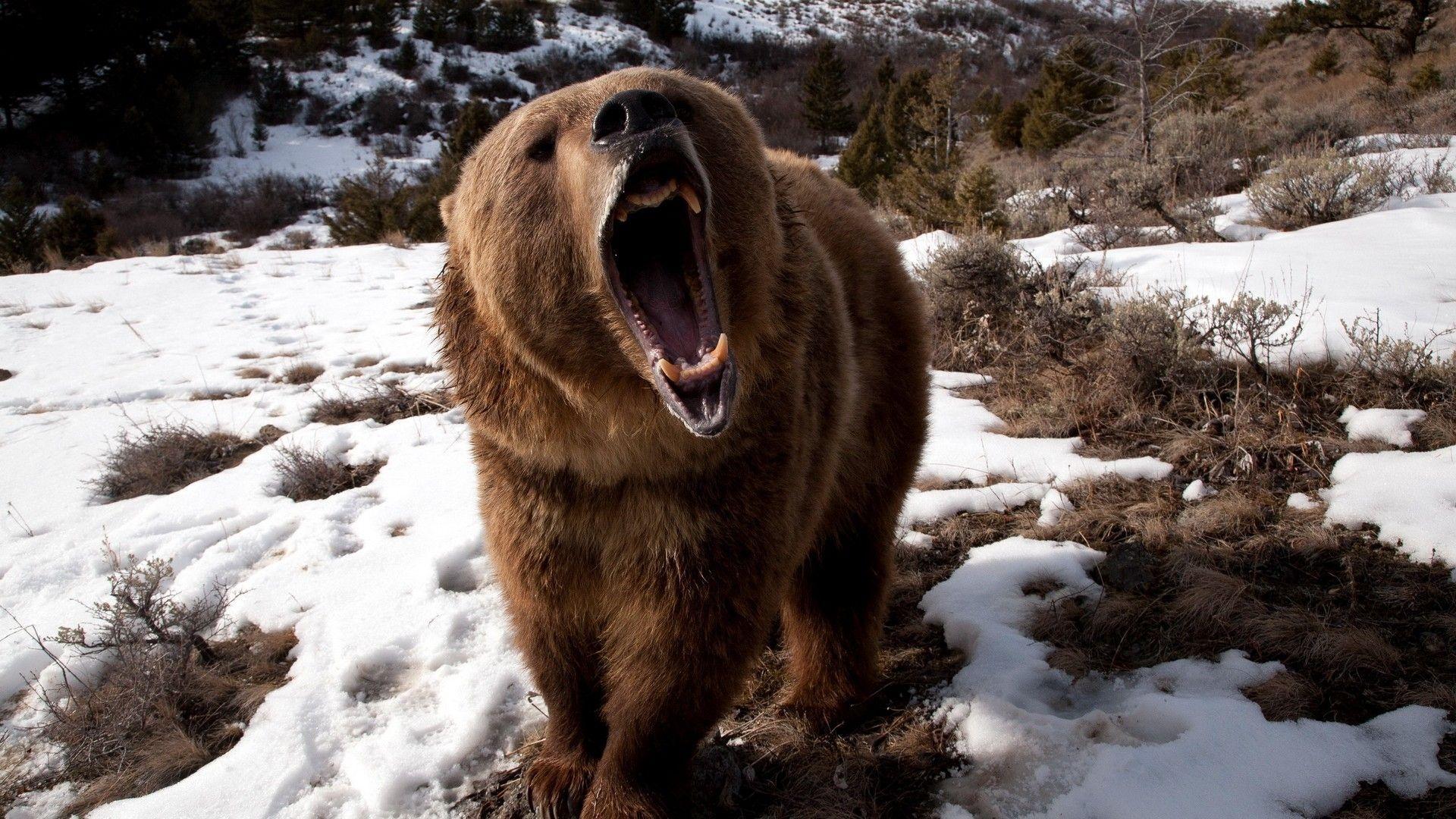 1920x1080 Grizzly Grip Wallpaper