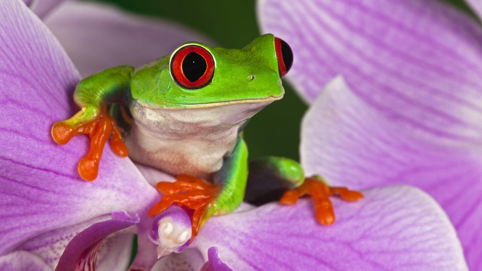 1920x1080 Red Eyed Tree Frog wallpaper 1920x1080 Full HD (1080p) desktop