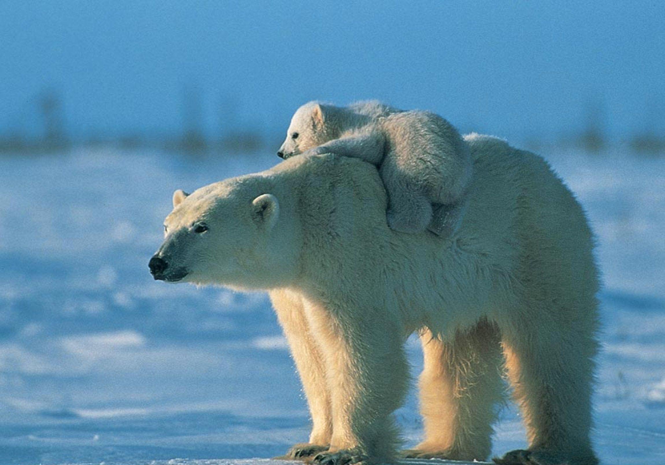 2300x1610 Polar Bear Wallpaper