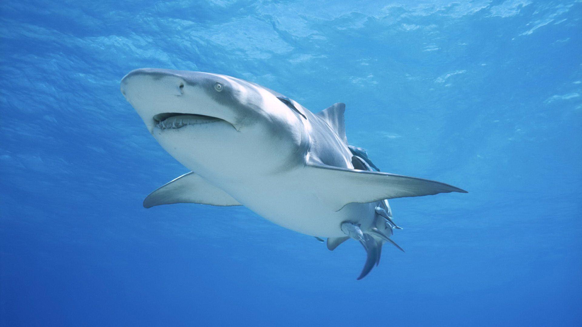 1920x1080 of Shark 4K wallpaper for your desktop or mobile screen