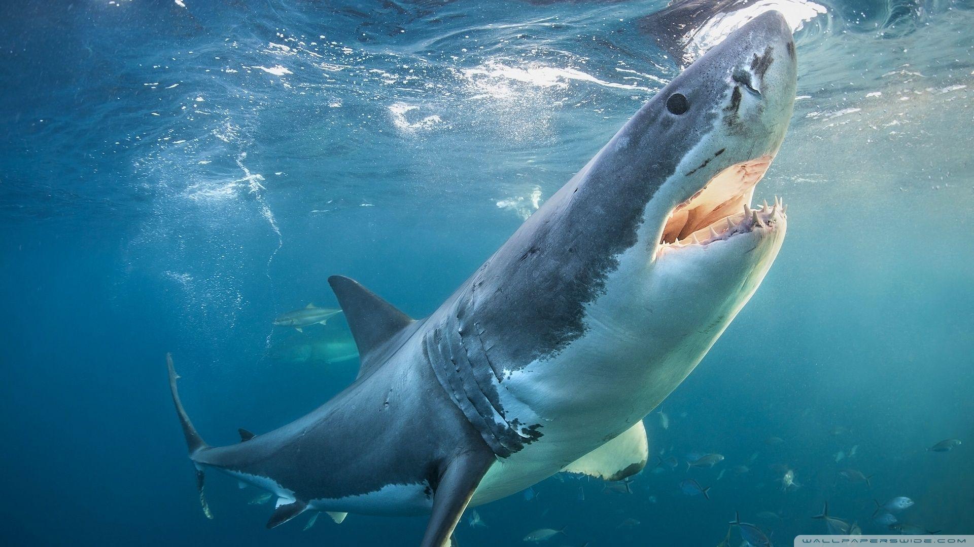 Shark Dual Monitor Wallpapers - Top Free Shark Dual Monitor Backgrounds