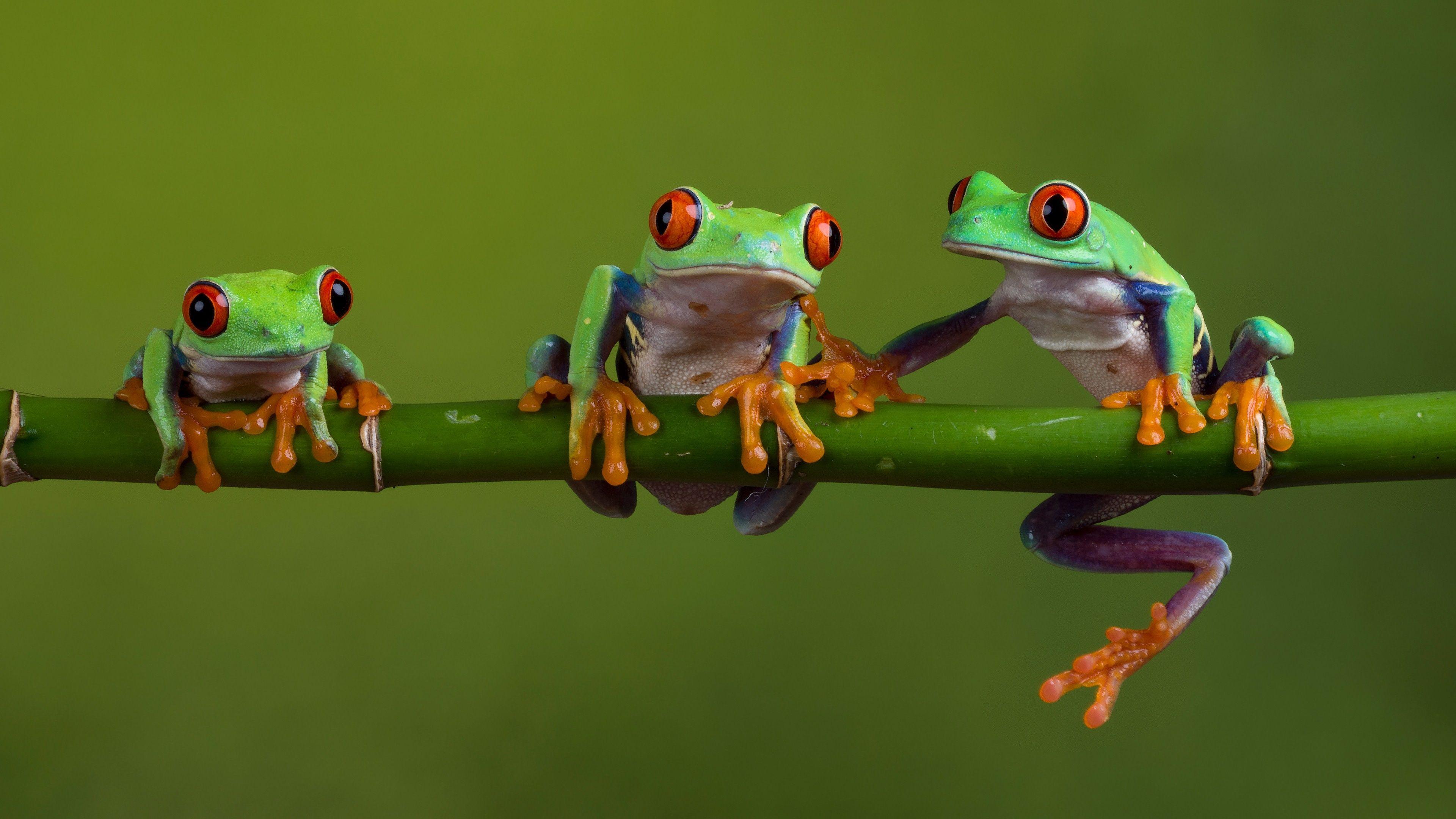 3840x2160 Three Red Eyed Tree Frogs 4k Ultra HD Wallpaper. Background Image