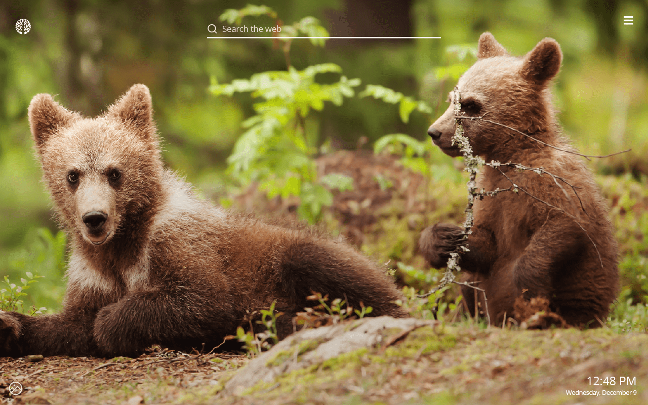 1280x800 Baby Bears HD Wallpaper New Tab Theme