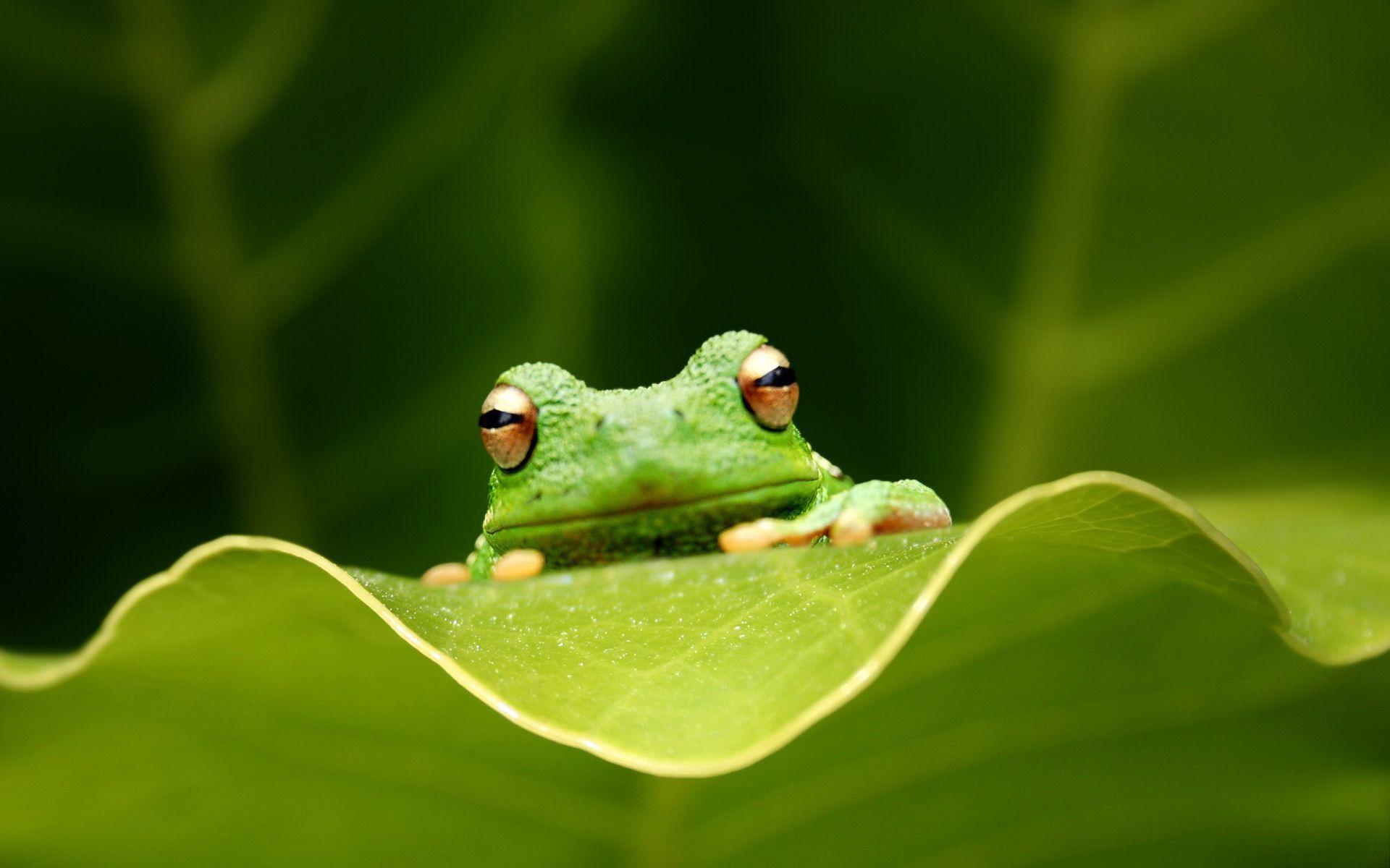 1920x1200 Frog Background
