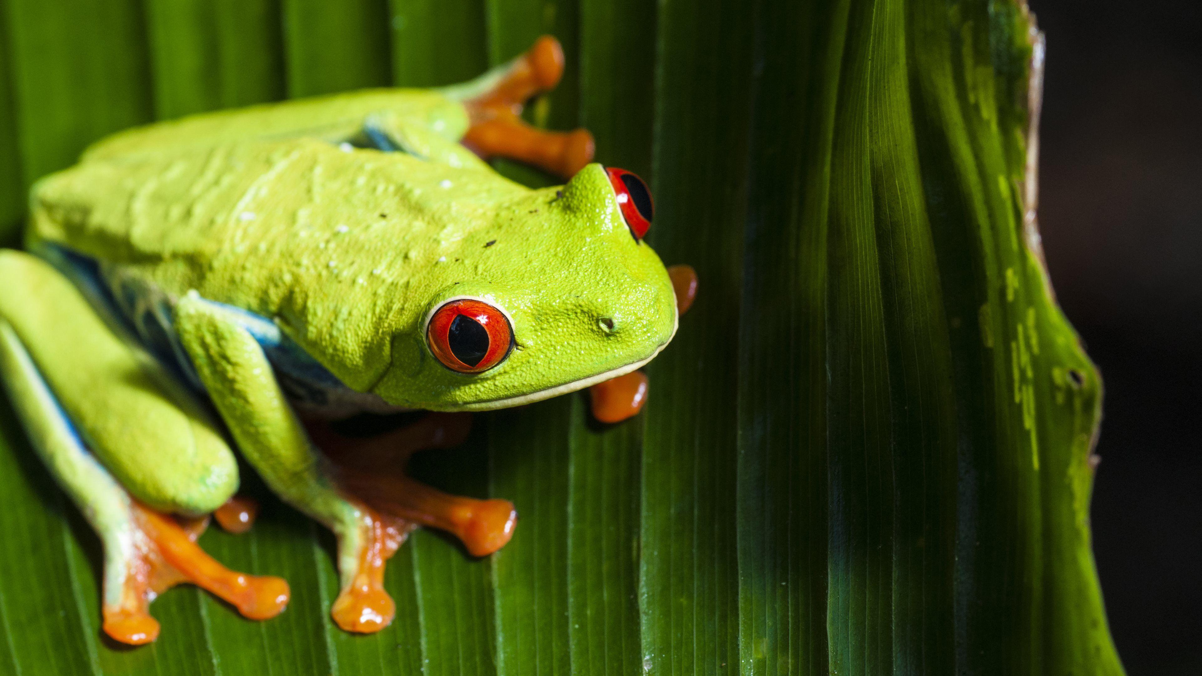 3840x2160 Red eyed tree frog HD Wallpaper & Background