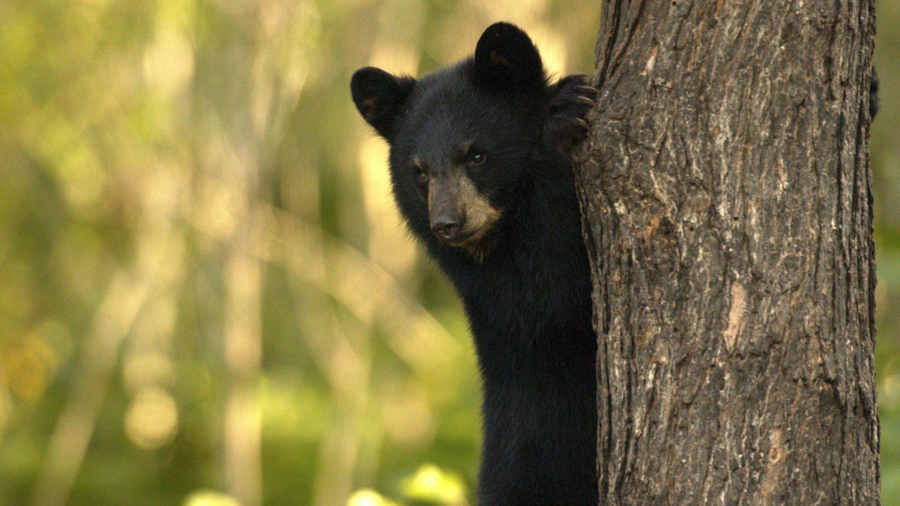 2880x1620 Animal Black Bear Wallpaper