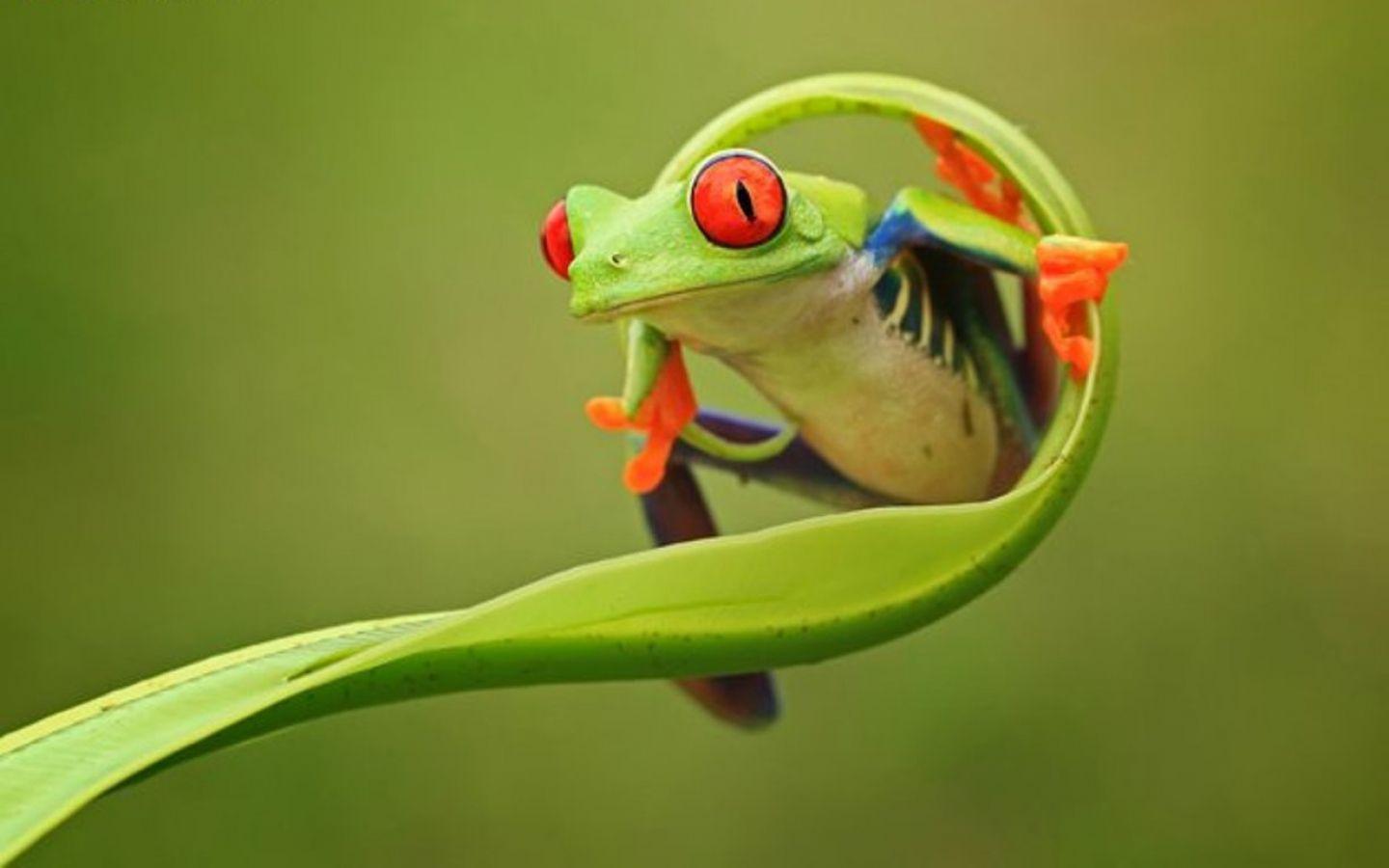 1440x900 frog wallpaper HD
