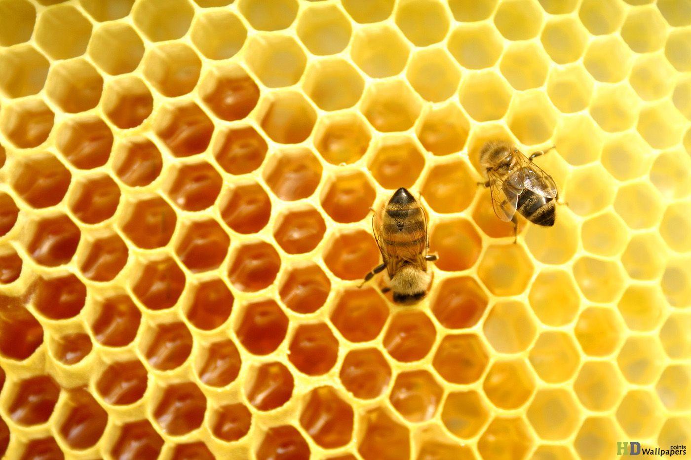 1400x933 Free download Wallpaperpoints Raw Honey Vegan HD Wallpaper HD