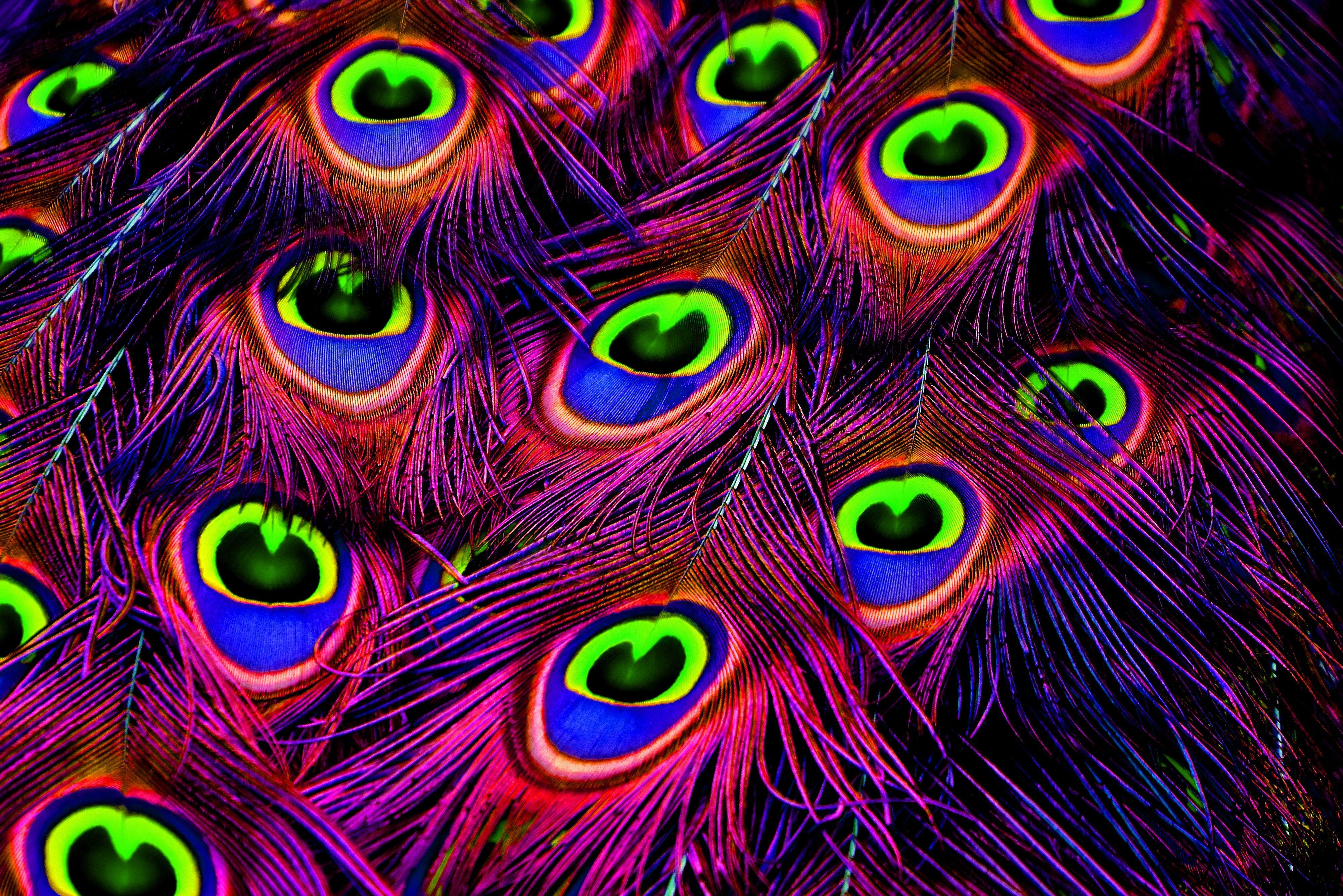 4000x2669 Wallpaper Feathers, HD, 4K, Photography / Editor's Picks