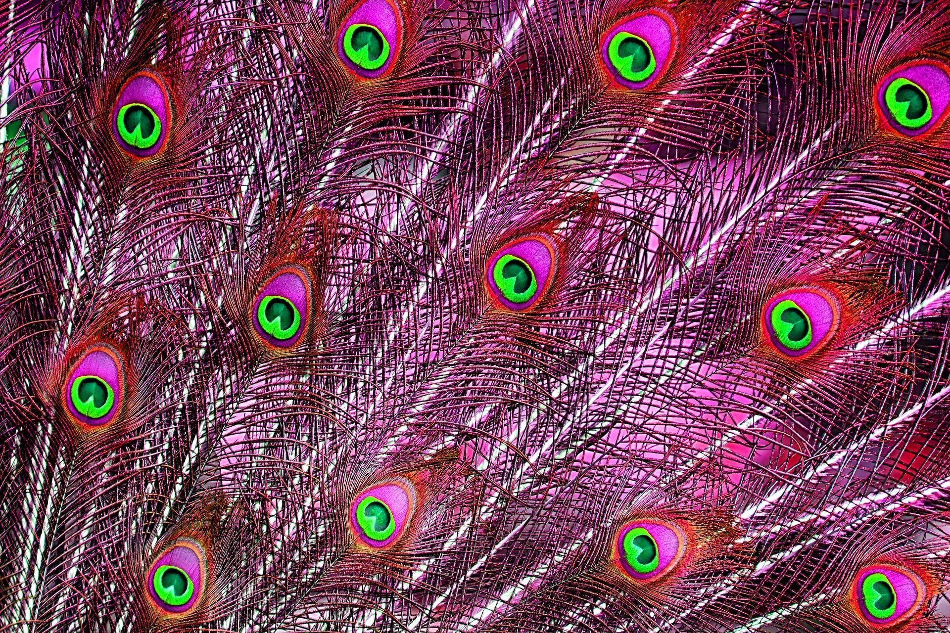 1920x1280 Free download Peacock Feathers Wallpaper HD Download 1920x1280