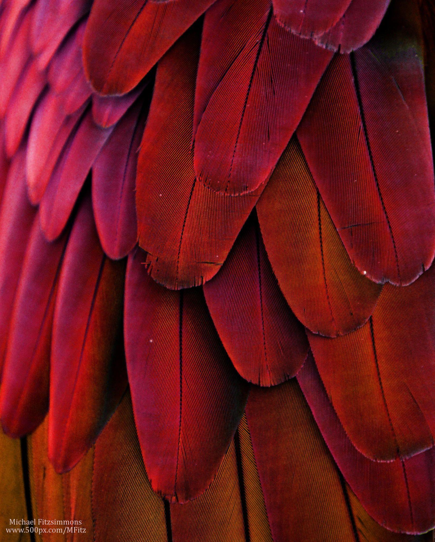 1647x2048 Free download Pattern Animal Feather