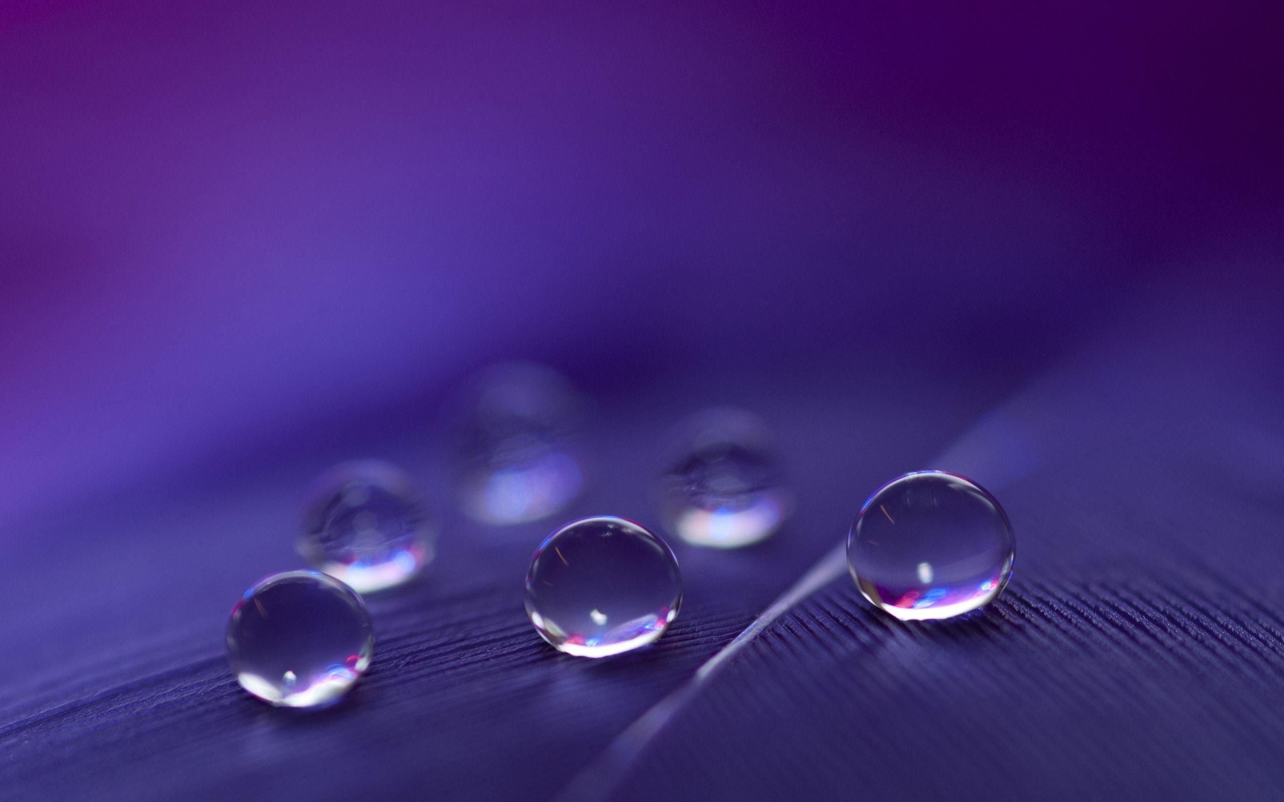 2560x1600 Download 2560x1600 Macro Water Drops on Purple Feather HD Wallpaper