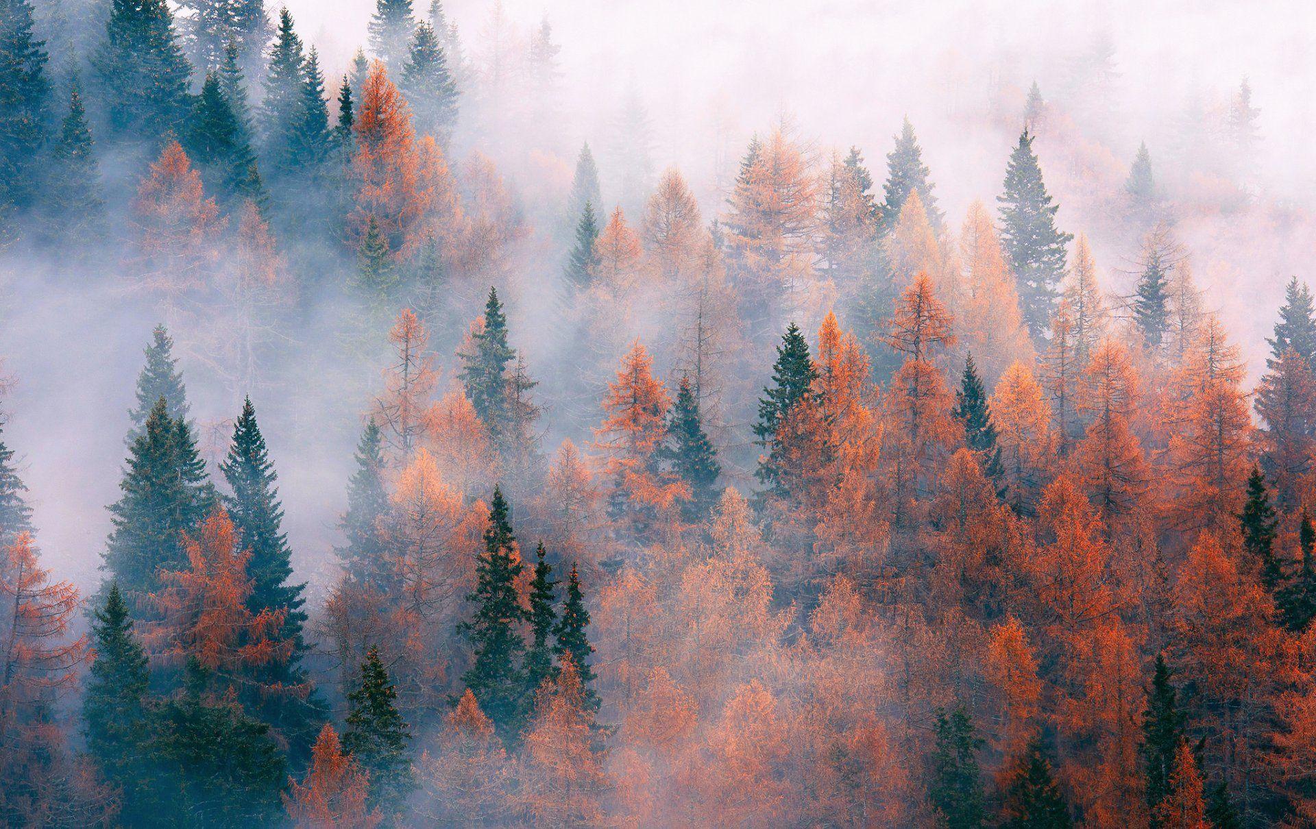 1920x1210 thiên nhiên rừng cây sương mù mùa thu tháng mười một hình nền HD