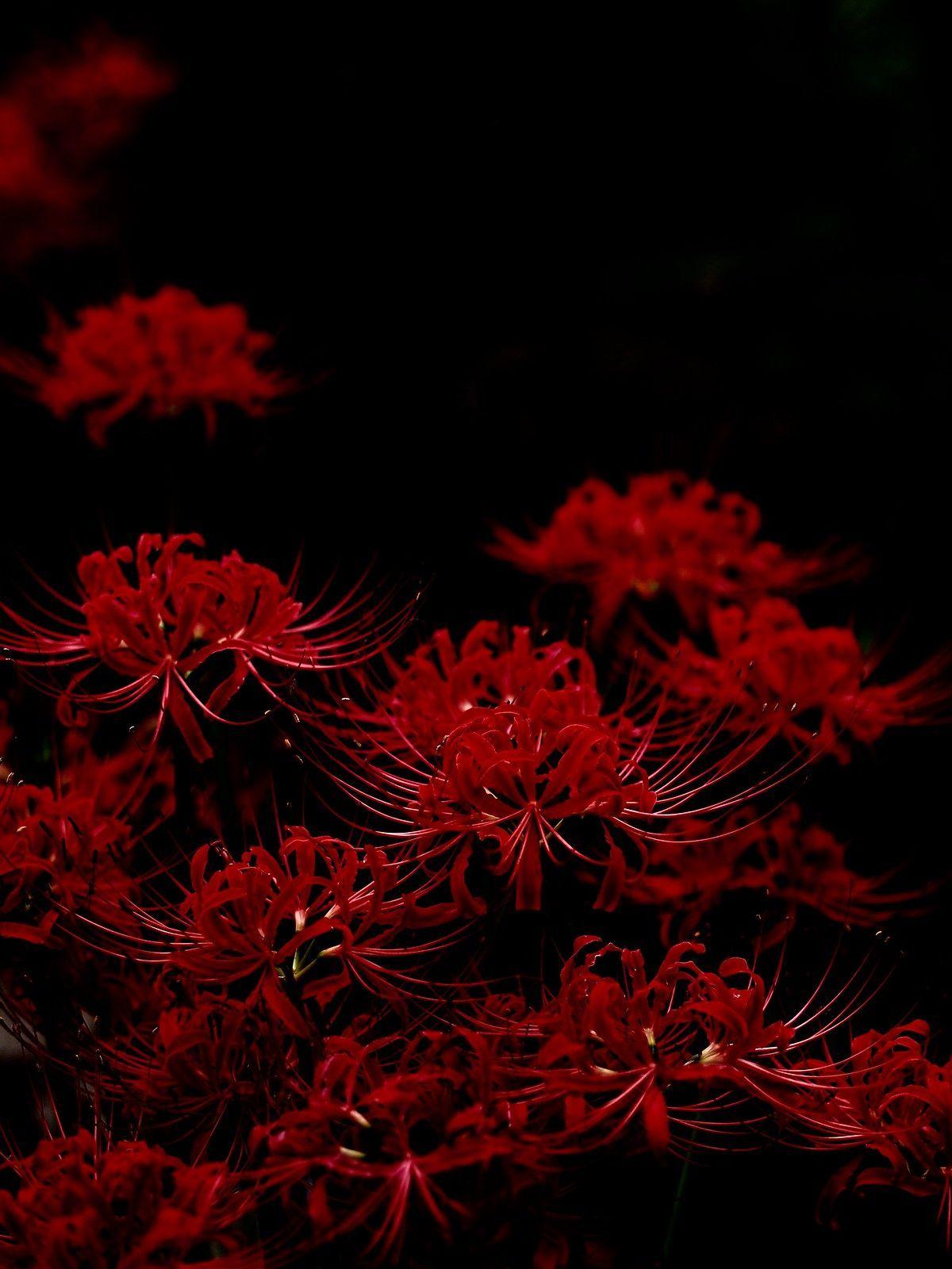 1200x1600 曼珠沙華. Red spider lily, Red aesthetic, Anime scenery