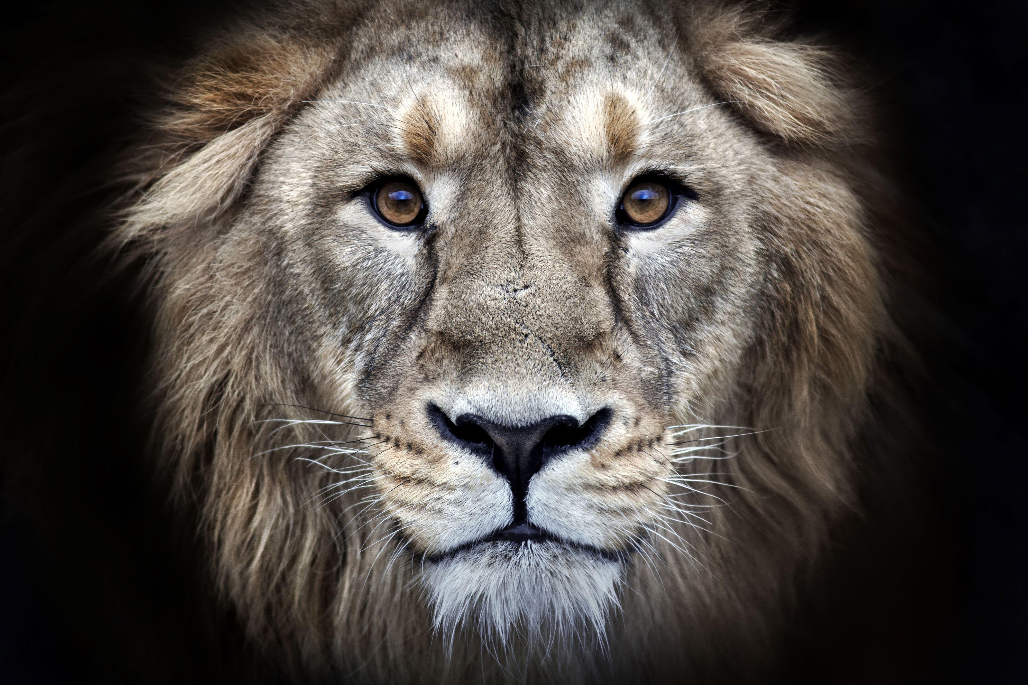 4000x2667 Lion Face Image HD