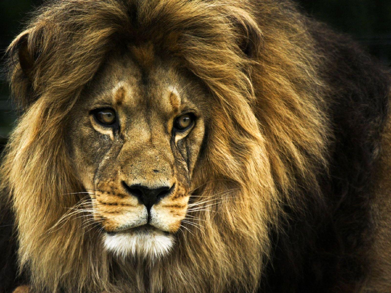 1600x1200 Download wallpaper: big lion, photo, download free, without