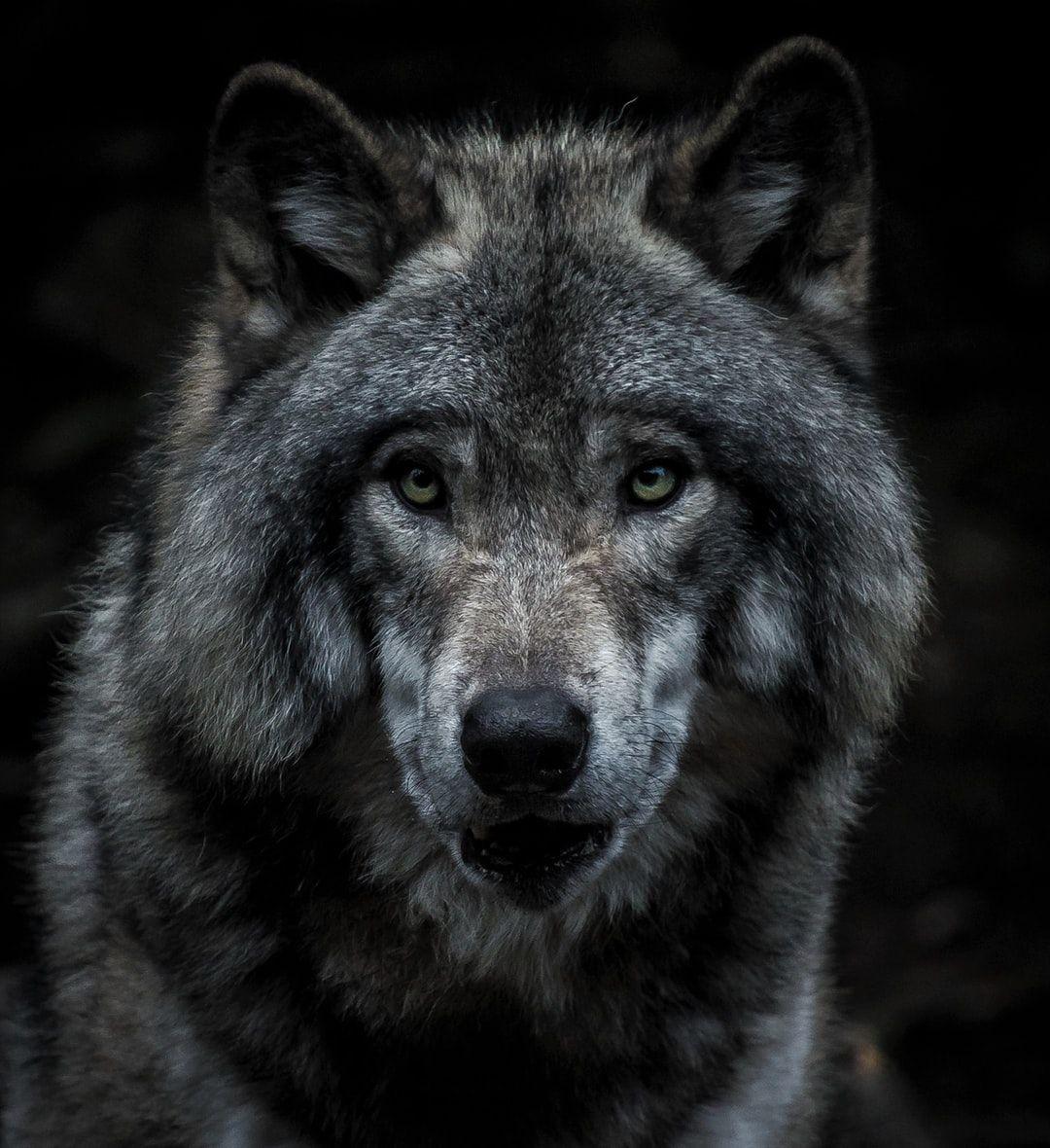 Grey Wolf iPhone Wallpapers - Top Free Grey Wolf iPhone Backgrounds