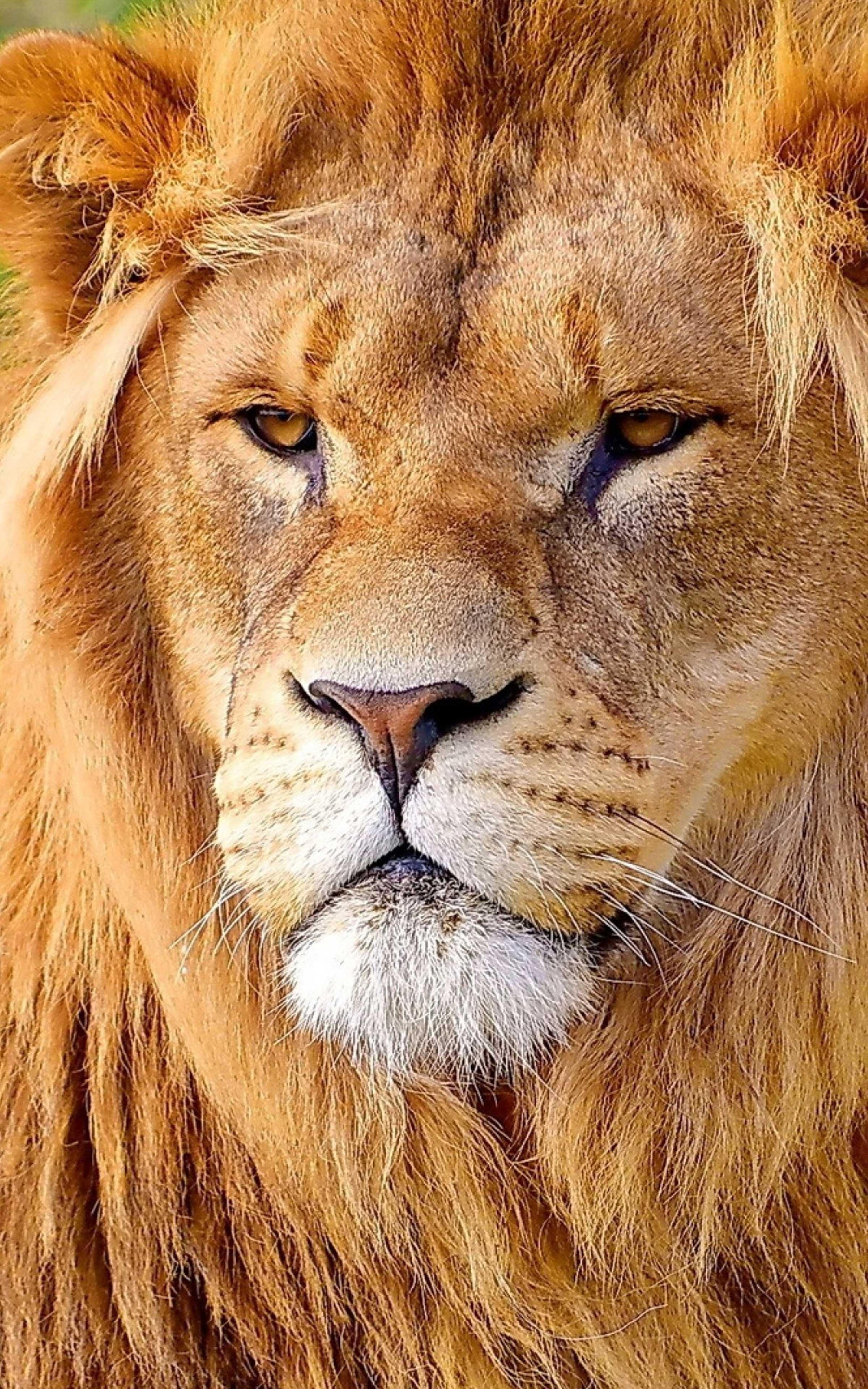 Lion Head Wallpapers - Top Free Lion Head Backgrounds - WallpaperAccess