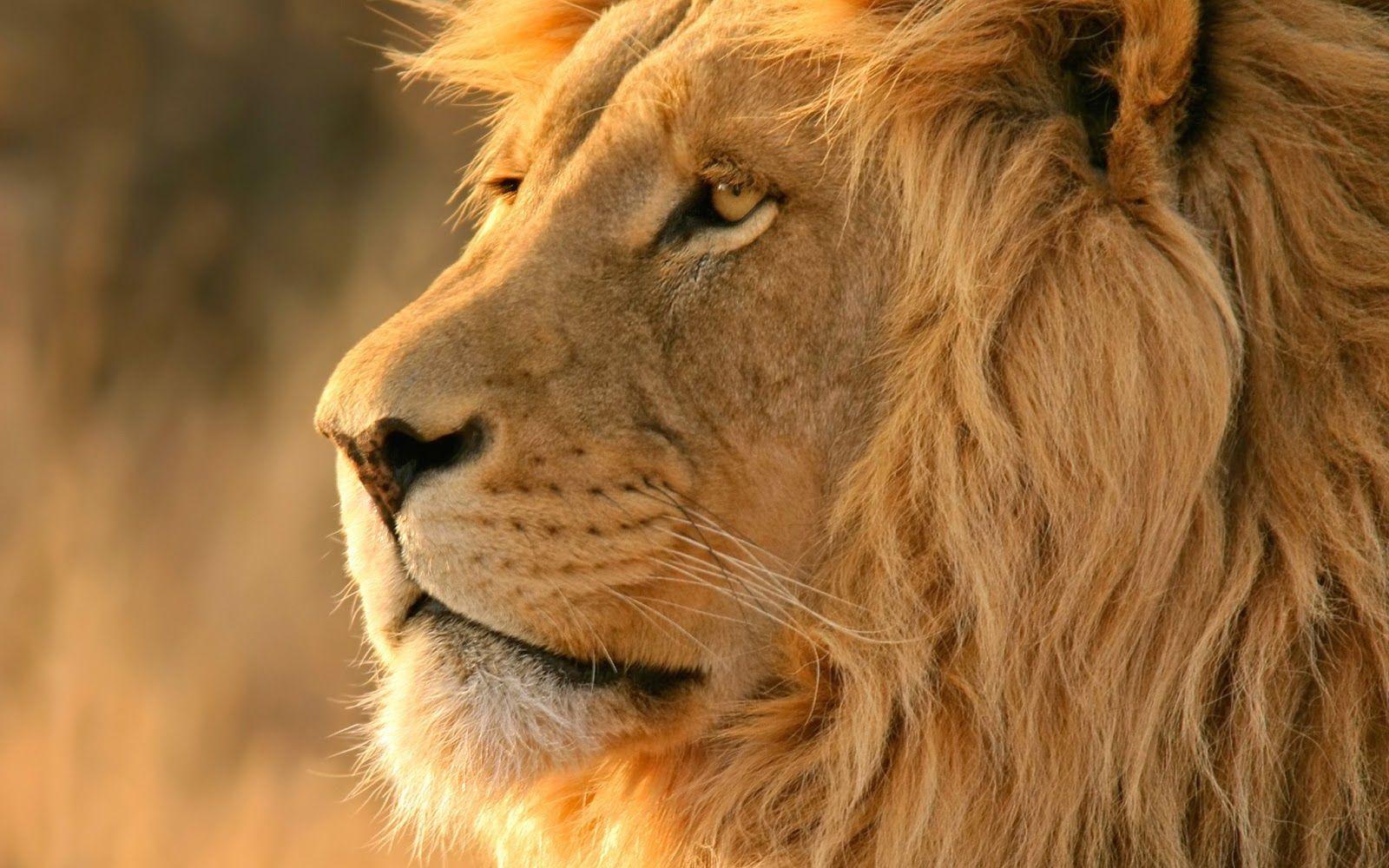 1600x1000 Lion Face Wallpaper. lion wallpaper name lion category animal