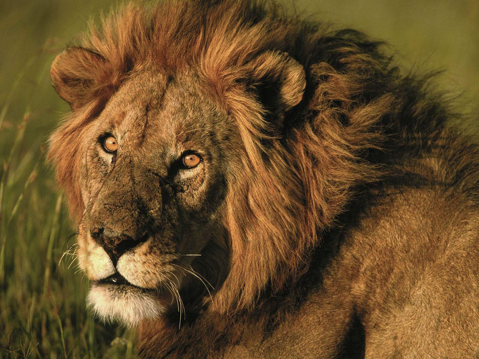 1600x1200 Lion Background for Desktop. Lion King Disney Wallpaper, Amazing Lion Wallpaper and Dandelion Wallpaper