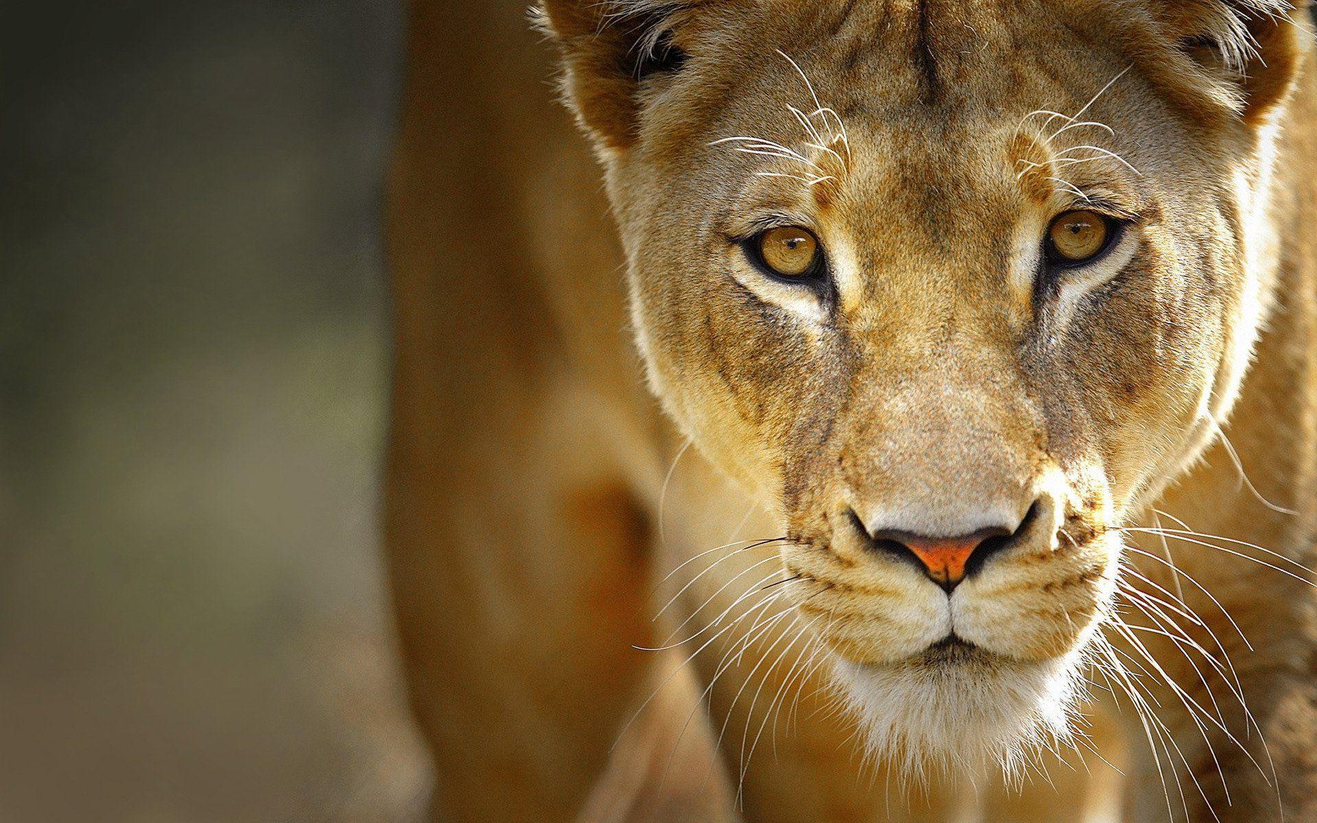 1920x1200 HD wallpaper of majestic animals from around the globe