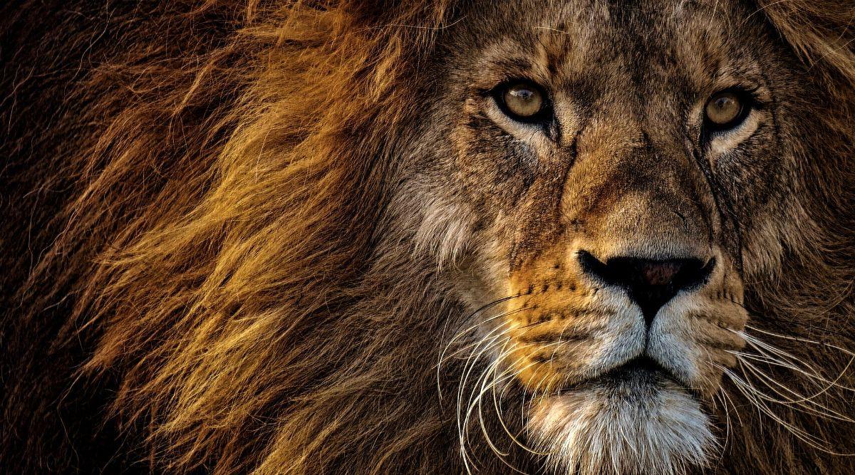 1200x667 Unable to View Lion in 3D in Your Space? Here're 10 HD Wallpaper