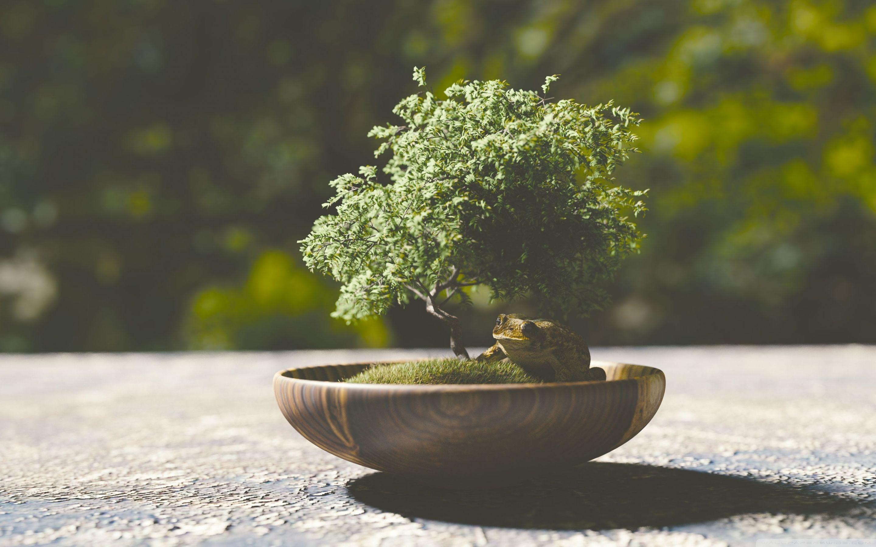 2880x1800 Bonsai Tree Ultra HD Desktop Background Wallpaper for 4K UHD TV